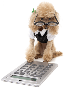 accountant-dog